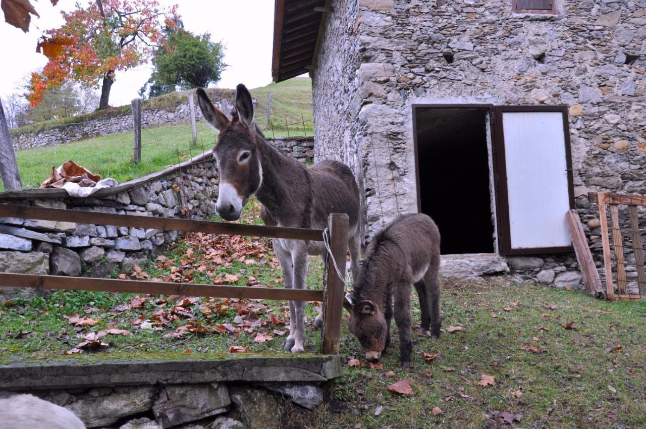 Agriturismo Barcola Villa Grandola ed Uniti Kültér fotó